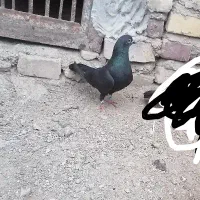 کبوتر گرفتنی