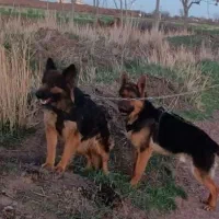 سگ ژرمن باورکینگ شولاین جهت معاوضه|سگ|قزوین, |دیوار