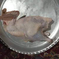 بوقلمون طبیعی|حیوانات مزرعه|مریوان, |دیوار