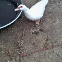 اردک اسرایلی|حیوانات مزرعه|دینور, |دیوار