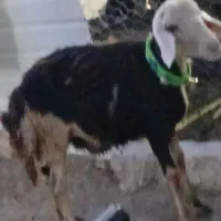 بره قوچ آنتیک