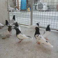 کفتر بهبهانی نر|پرنده|شیراز, شیخ علی چوپان|دیوار