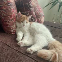 واگذاری گربه