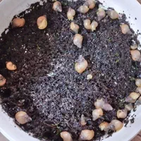 حلزون اچاتینا گوشت سفید|خزنده|کرمان, |دیوار
