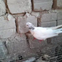 کفتر جملعی|پرنده|قشم, |دیوار