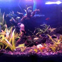 اکواریوم گیاه پلنت