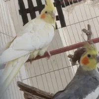 عروس هلندی جفت مولد