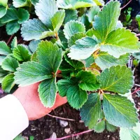 فروش نهال توت فرنگی به صورت ریشه لخت