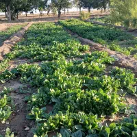 انواع سبزی قورمه سبزی .در تفریجان  موجود هست .|خوردنی و آشامیدنی|همدان, |دیوار