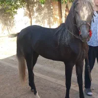اسب نریان