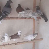 جوجه کبوترپرشی|پرنده|قم, آزادگان|دیوار