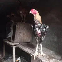 مرغ و خروس لاری