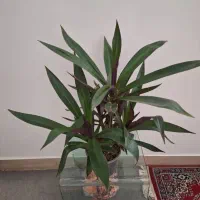 فروش انواع گل اپارتماتی|گل و گیاه طبیعی|شیراز, وصال|دیوار