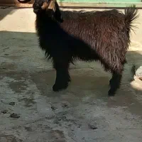 بزغاله ماده گوشتی برای قربانی