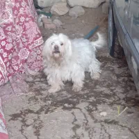 سگ پاکوتاه زبون فهم|سگ|ارومیه, |دیوار