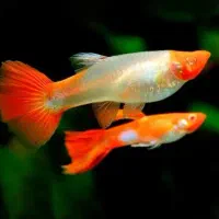 ماهی گوپی رد آلبینو