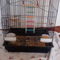 عروس هلندی کاملا رام دستی سخنگوباقفس بزرگ