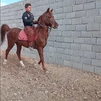 فروش اسب|اسب و تجهیزات اسب‌سواری|شهرکرد, |دیوار