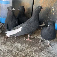 کفتر زاغ دم سفید|پرنده|مشهد, فردوسی|دیوار