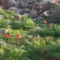 اجتماعی
