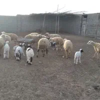 گوسفند بره قوچ گاو گاومیش بز|حیوانات مزرعه|کارون, |دیوار