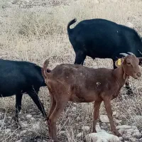 نر بز مورسیا|حیوانات مزرعه|شیراز, گویم|دیوار