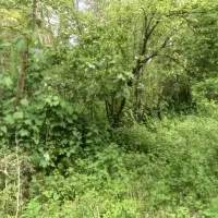 زمین-باغی-در-میان-محله-پاکپیاده