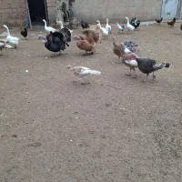 تخم بوقلمون