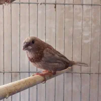 فنچ بنگالی پرل شکلاتی مست