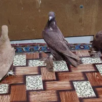 تعدادی کبوتر الوان