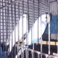 فروش 2جفت مرغ عشق