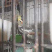 عروس|پرنده|قم, آزادگان|دیوار