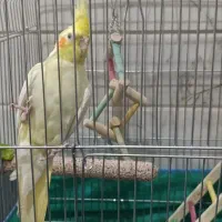 عروس هلندی لوتینا