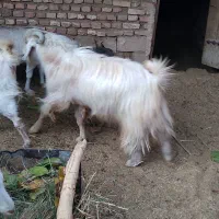 دام (بز و دبر )