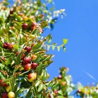 پیش فروش نهال عناب ژاپنی شناسه دار|خدمات باغبانی و درختکاری|بلبان آباد, |دیوار