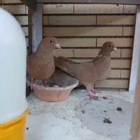 نرماده زرد ضمانت تخم جوجه|پرنده|رابر, |دیوار