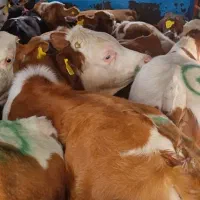 خریدوفروش گوساله های پرواری بانژادبالا|حیوانات مزرعه|اصفهان, احمدآباد|دیوار