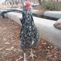 مرغ خروس گلین طوسی وخال سوزنی ریش چهلتاج فوول