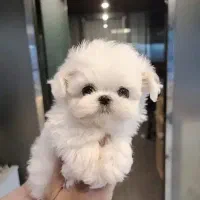 پشمک خان سگ عروسکی فنحونی فسقلی خوشگل