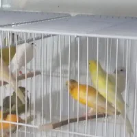 قناری|پرنده|بیرجند, |دیوار