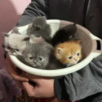 بچه گربه پرشین اصیل