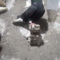 پرنده|حیوانات|اندیمشک, |دیوار