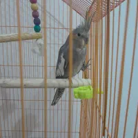 عروس هلندی|پرنده|بجنورد, |دیوار