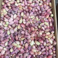 پسته تازه امسالی