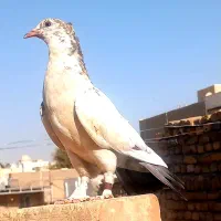 کفتر دم بور|پرنده|قرچک, شهرک صنعتی قرچک|دیوار