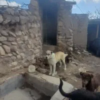 سگ گله|سگ|قوچان, |دیوار