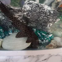 لجن خوار|ماهی|مشکین‌دشت, |دیوار