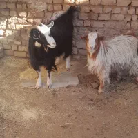 دو راس بز  یکیش آبستن سنگین