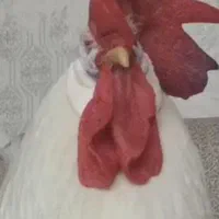 خروس سفیدگمشده درجاده خاوران عباس آبادمژدگانی بالا|حیوانات|تهران, خاوران|دیوار