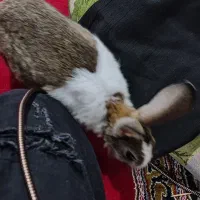 خرگوش زبل|موش و خرگوش|خرمآباد, |دیوار